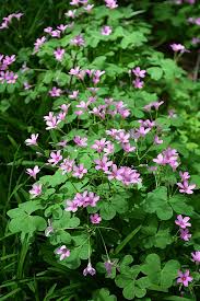 Oxalis Pink Wood Sorrel Not Native Not To Worry The Landscape Of Us Sorrel Plant Wood Sorrel Shade Plants