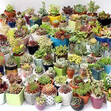 This will depend on the size and the species of cactus and the site where it is growing. How Winter Cold Affects Succulents Mountain Crest Gardens