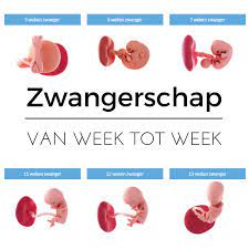 Pin Op Zwangerschapsweken