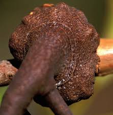 Image result for Plicosepalus amplexicaulis