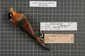 Check spelling or type a new query. File Naturalis Biodiversity Center Rmnh Aves 147895 1 Leiothrix Argentauris Tahanensis Yen 1934 Timaliidae Bird Skin Specimen Jpeg Wikimedia Commons