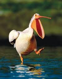 Creepy Bird With Big Mouth Walk This Way Walk This Waayyy Silly White Pelican Funny Birds Beautiful Birds Animals Beautiful