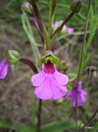 Image result for Cynorkis brevicalcar