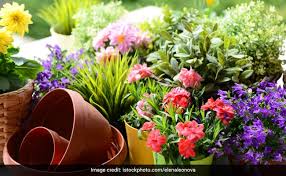 Maybe you would like to learn more about one of these? Flowers For Winter Season Plant These Beautiful Flowering Plants At Your Home During The Winter Season Sukhbeer Brar