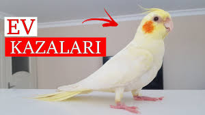 Kurdan In Kuyrugu Kirilmis Kuslarda Kanat Kuyruk Ve Tuy Kirilmasi Youtube