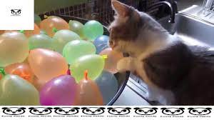 Cat Fails And Funny Cats 2017 Cat Fails Funny Cats Cats