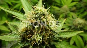 In its pure state, it's relatively harmless in light to moderate recreational use for adults over the age of 25. Timelapse Plant Grow Cannabis Stock Footage Royalty Free Stock Videos Pond5
