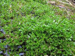 Image result for Montia fontana