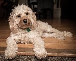 They tend to be compatible for most people as for colouring, most goldendoodles tend to come in shades of golden as the retriever, from near white to deeper red colours. Goldendoodle Puppies In Houston Best Breeders