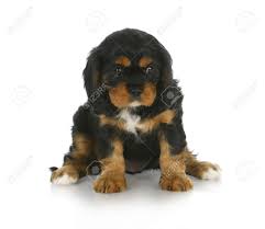 If a ruby has white in their coats, it is undesirable like the black and tan cavaliers. Cute Puppy Black And Tan Cavalier King Charles Spaniel Puppy Stock Photo Picture And Royalty Free Image Image 10594776