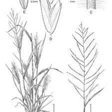 Image result for Leptochloa coerulescens
