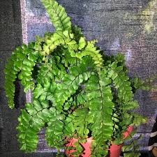 Image result for Adiantum