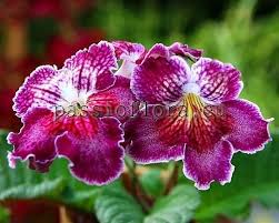 Image result for Streptocarpus goetzei