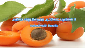 Apricot Health Benefits அத சய சத த ந ற ந த ஆப ர க ட பழங கள Apricot Seeds Apricot Fruit