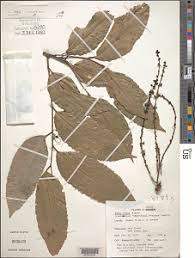 Image result for Panda oleosa