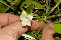 Image result for Exochaenium