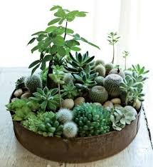 En la naturaleza crecen en lugares donde a menudo no. 25 Ideas Para Decorar Con Cactus Suculentas Plantas Plantas Suculentas