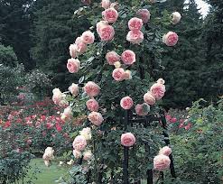 Surprise someone special with a bouquet from simply the best, flowers inc. Pink Climbing Rose Seeds Etsy In 2021 Climbing Roses Trellis David Austin Climbing Roses Climbing Roses