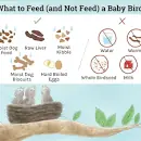 Image result for what to feed baby birds when found