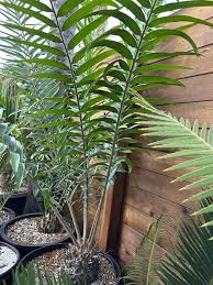 Image result for Encephalartos gratus