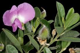 Image result for Podalyria