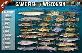 Game Fish Of Wisconsin Poster Wisconsin Dnr