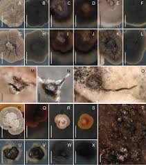 Image result for Gnidia chapmanii