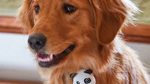 A barcode with 666 can be seen on the although the video is titled i, pet goat ii, it's totally logical to assume the author meant a different phrase: G O A T Bluetooth Speaker For Pets