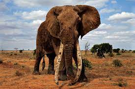 Authorities in the southern african country estimate that the number of its mammoth mammals currently stands. Good News And Bad News For African Elephants Range Is Just 17 Of What It Could Be