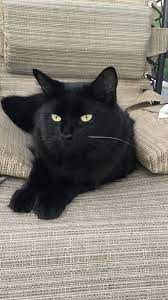Pin By Song111 On Angelica Angelina Pretty Cats Cats Pets