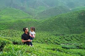 Jalan gunung brincang, brinchang, 39000 tanah rata, pahang, מלזיה. 2 Ladang Teh Yang Wajib Dikunjungi Di Cameron Highlands Mobile