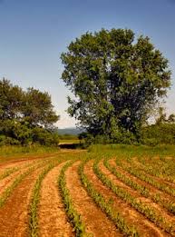 Washington County Agricultural and Farmland Protection Plan