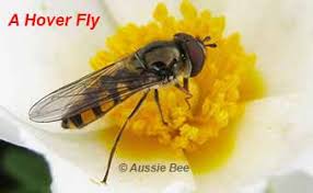 Aussie Bee Native Bee Id Guide