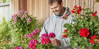 Image result for foto muškáty