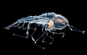 Image result for Amphiasma