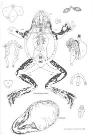 Paper Dissection Models For Life Science And Biology Ideas And Options Greater Houston Moms