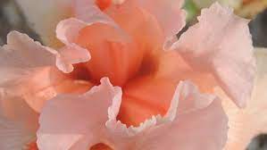 Let a hundred schools of thought contend. A Guide To Choosing Favorite June Perennials For The Garden