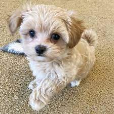 Lancaster puppies ® is a federally registered trademark owned by online advertising, llc. Maltipoo Puppies For Sale Maltipoo Puppy Breeders Maltipoo Alabama