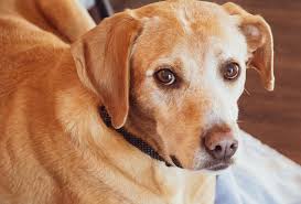 Females tend to be at the lower. Golden Retriever Lab Mix Complete Guide To The Goldador Animal Corner