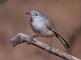 Image result for Gnidia virescens