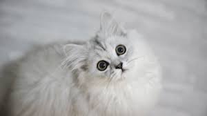 Hallo erstmal , meine katze pinkelt neuerdings immer in zwei ecken meines zimmers.es hat sich nichts verändert keine neuen möbel oder. Katze Pinkelt Ins Bett Mogliche Ursachen Und Tipps Fur Katzenhalter