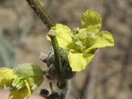 Image result for Sisymbrium orientale