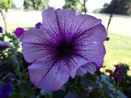 This plant has a beautiful bloom that can come in blue, lavender, and shades of purple. Free Photo Purple Petunia Flowers Flora Flower Garden Free Download Jooinn