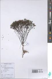 Image result for Haumaniastrum