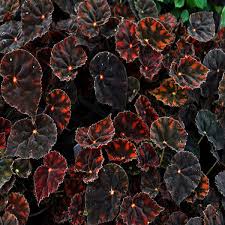 Image result for Begonia ciliobracteata