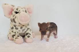 Deposits are being accepted on upcoming spring & summer 2021 litters. Home Mini Pocket Pigs Mini Pocket Pigs