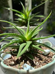 Image result for Haworthia