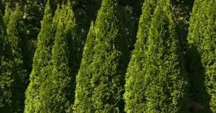 Image result for Alafia orientalis