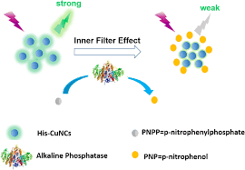 However, fluorescence spectroscopy measurements are reported to be sensitive to the sample matrix effects of temperature, the inner filter effect (ife), and turbidity. Determination Of The Activity Of Alkaline Phosphatase Based On Aggregation Induced Quenching Of The Fluorescence Of Copper Nanoclusters Microchimica Acta X Mol
