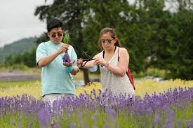 We are one of more than 36 growers in the valley who are cultivating this wonderful herb. Lavender Farmers Say Weekend Was Smaller But Steady Peninsula Daily News